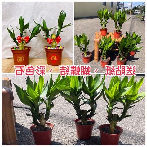 觀音竹 富貴竹